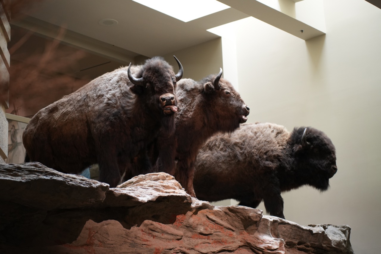 Head-Smashed-In Buffalo Jump